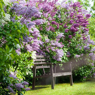 Old Fashioned Lilac Jumbo Hedge