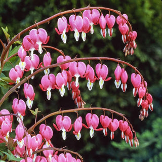 Old Fashioned Bleeding Heart 74573