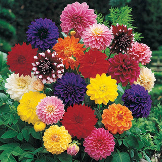 Decorative Dahlia Mixture Super Sak 74591