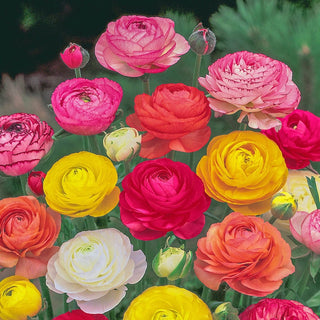 Mixture Ranunculus 74613