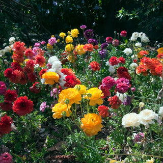 Mixture Ranunculus 74613