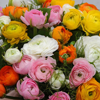 Mixture Ranunculus 74613