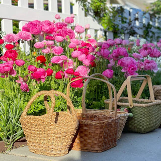 Mixture Ranunculus 74613