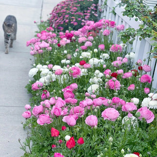 Mixture Ranunculus 74613