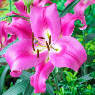 Tree Robina Lily