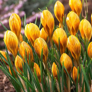 Fuscotinctus Snow Crocus