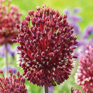 Allium Red Mohican