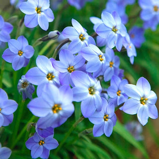 Blue Spring Starflower