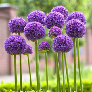 Gladiator Allium