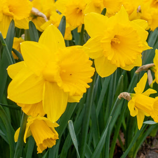 Daffodil Exception