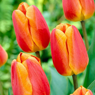 Darwin Hybrid Tulips