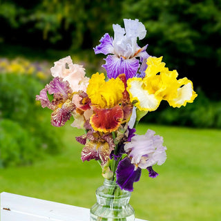 Breeders Choice Reblooming Tall Bearded Iris Mix