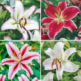 Bens Oriental Lily Collection