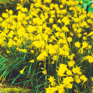 Golden Bells Carpet Daffodil