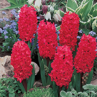 Giant Hyacinth Collection