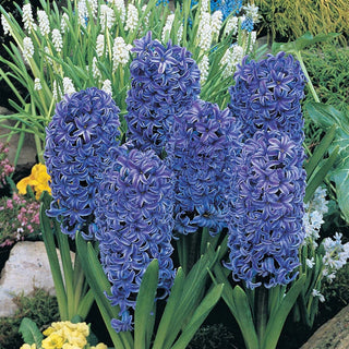 Giant Hyacinth Collection