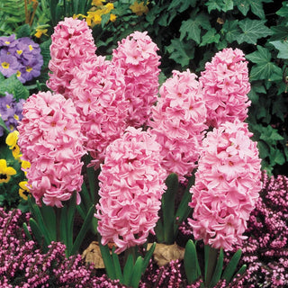 Giant Hyacinth Collection