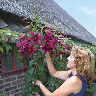 Purple Prince Lily Tree