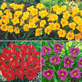 Dwarf Reblooming Daylily Collection