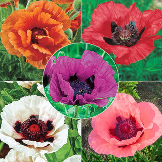 Colourful Oriental Poppy Collection