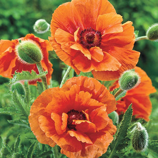 Colourful Oriental Poppy Collection