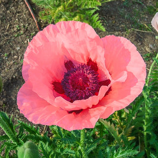 Colourful Oriental Poppy Collection