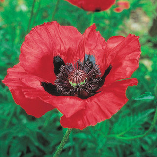 Colourful Oriental Poppy Collection