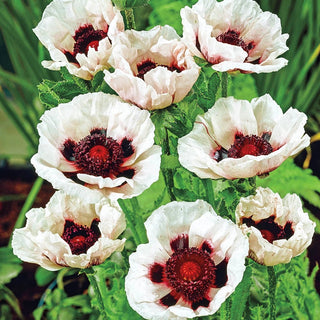 Colourful Oriental Poppy Collection