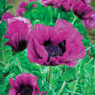 Colourful Oriental Poppy Collection