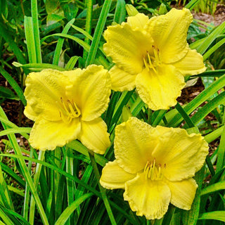 Reblooming Daylily Roots & Bareroots