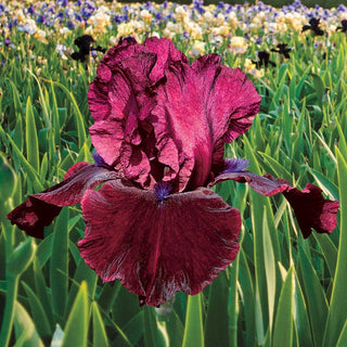 Redneck Girl Bearded Iris