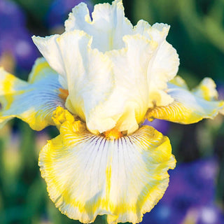 Double Ringer Bearded Iris