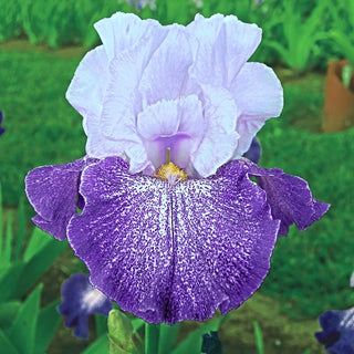 Splashacata Bearded Iris Bonus