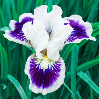 Riveting Dwarf Bearded Iris