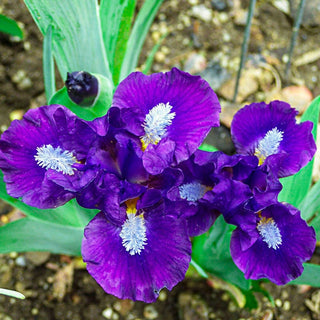 Trajectory Dwarf Bearded Iris