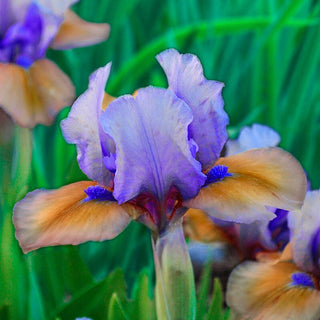 Blueberry Tart Dwarf Bearded Iris