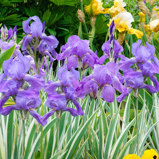 Pallida Variegata Silver Iris