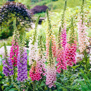 Excelsior Foxglove Mixture