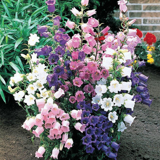 Canterbury Bells Mixture