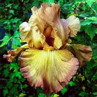 Lord Of Rings Reblooming Bearded Iris