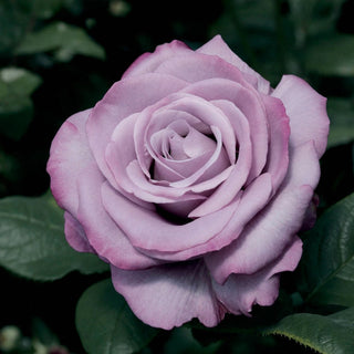 Neptune Hybrid Tea Rose