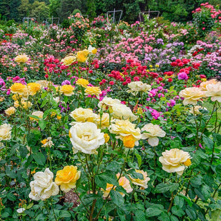 Landscape Rainbow Of Roses