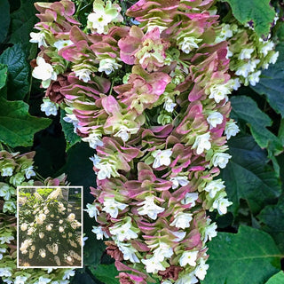 Snowcicle Hydrangea