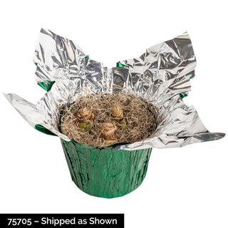 Gervase Amaryllis In Foil Wrapped Pot