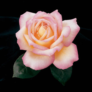 Peace Hybrid Tea Rose