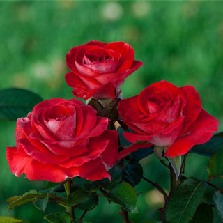 Smokin Hot Hybrid Tea Rose