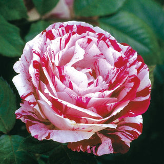 Scentimental Floribunda Rose