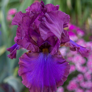 Cantina Reblooming Bearded Iris