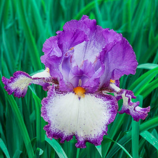 Swept Off My Feet Reblooming Bearded Iris