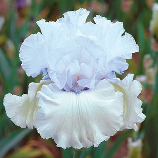 Chinook Winds Bearded Iris